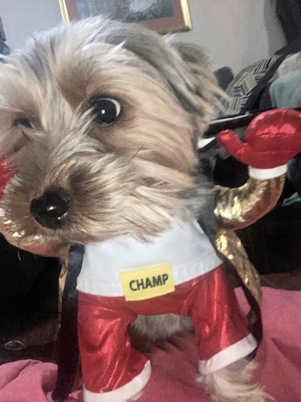 Dog Halloween Costume Red & Gold Boxer Champ Size Small